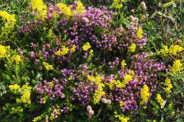 Yellow and purple flowers close up