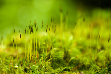 young fresh sprouts on a mossy tree bark with a blurred dark background