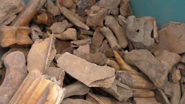 Pieces of ancient broken dry bones that are usually found in archaeological sites