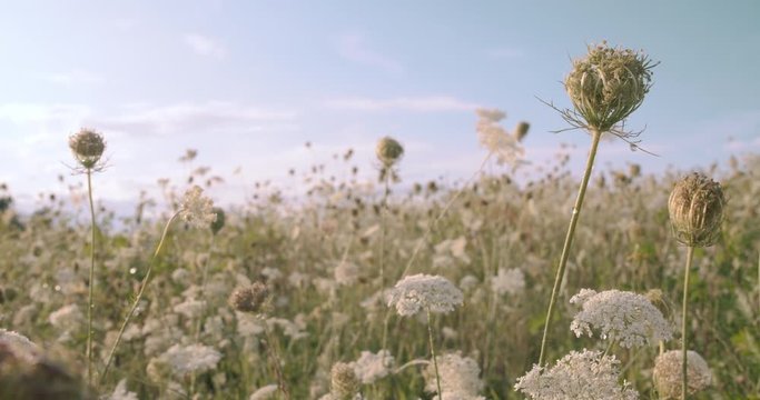 Natural yarrow field in late afternoon sun detail, Slovenia
