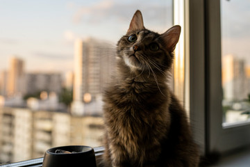the Siberian cat stands in the windowsill