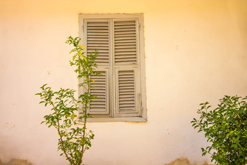 A small bush grows in front of the wall of the house. In the wall, one window made of wood is painted with white paint. The wall of the house is painted in a beige shade.