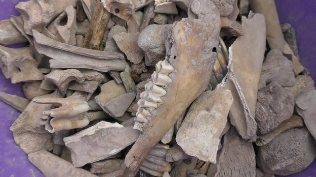 Pieces of ancient broken dry bones that are usually found in archaeological sites