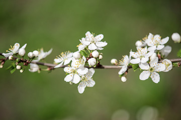Fototapeta premium Plum vintage flowers