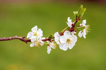 Cherry flowers frame
