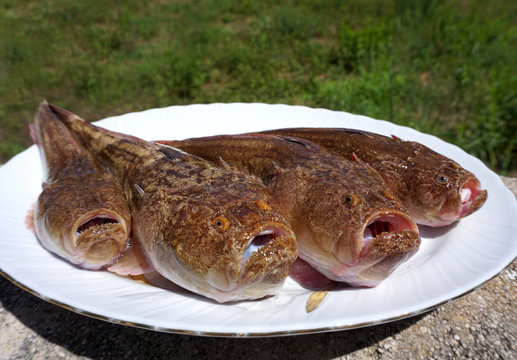 Raw sea fishes Uranoscopus scaber or Stargazer on the white plate. Fish that usually found buried in the sand or mud