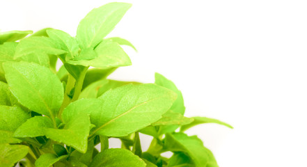 Green leaves of basil plant, isolated on white background