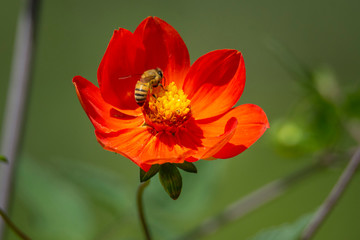 Abeja Recolectora