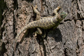 Lagartija de collar