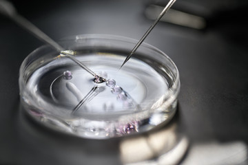 Process of in vitro fertilization in laboratory - obrazy, fototapety, plakaty