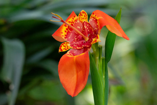 Flor Marchitando del tipo tigridia