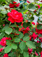 Red roses in green leaves. Blooming roses in garden. Beautiful red flowers on blurry background. Copy space