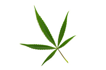 Isolate. Leaf of young marijuana. White background. Copy space. The concept of legalization and industrial processing.