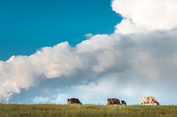 Milk cows eating fresh grass on a sunny day with bright clouds in the sky. Sustainable lifestyle. Blue sky with great clouds in background.