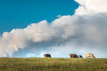 Fototapeta premium Milk cows eating fresh grass on a sunny day with bright clouds in the sky. Sustainable lifestyle. Blue sky with great clouds in background.