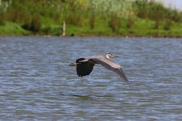 Young Great blue heron in flight over lake