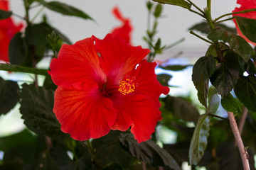 Blooming hibiscus in urban botanical garden