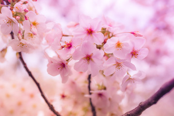 Fototapeta na wymiar Sakura Flowers