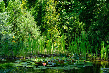Magical garden pond with blooming water lilies and lotuses. Spruce, tui and other evergreens on...