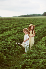 Fototapeta premium Two cute caucasian kids boy and girl harvesting strawberries in the field and having fun