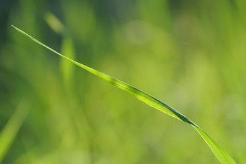 blade of grass on green background