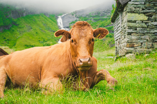 Funny brown cow on green grass in a field on nature in scandinavia. Cattle amid heavy fog and mountains with a waterfall near an old stone hut in Norway. Agriculture in Europe