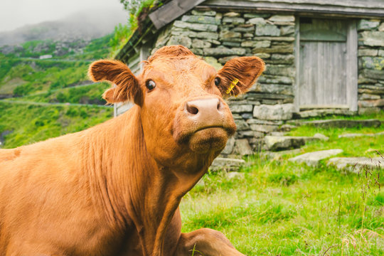 Funny brown cow on green grass in a field on nature in scandinavia. Cattle amid heavy fog and mountains with a waterfall near an old stone hut in Norway. Agriculture in Europe