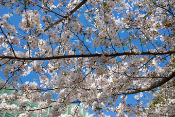 Obraz premium Sakura