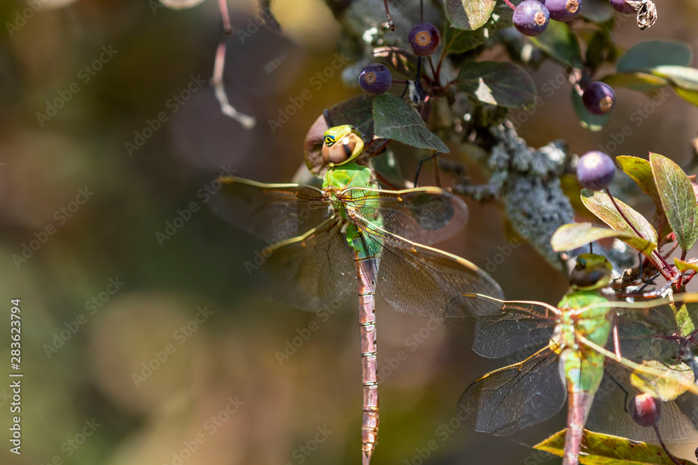 Canvas Prints Common Green Darner (Anax junius) on the branch tree