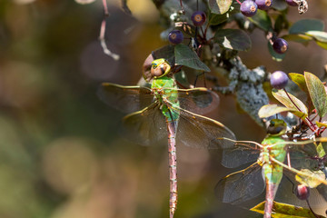 Common Green Darner (Anax junius) on the branch tree