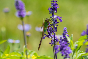 Common Green Darner (Anax junius) on the branch tree