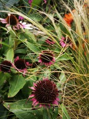 flower in the garden