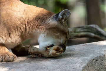known as mountain lion, panther, puma and catamount,