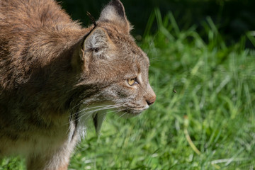 The Canada lynx (Lynx canadensis) in ZOO