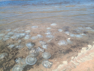 Dead jellyfish in the shallow waters of seashore. Jellyfish Rhizostomeae
