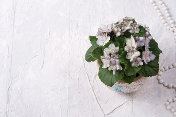beautiful smoky grey- purple  african violet flower around white background. provence style. close up