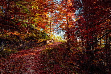  Mountain trail covered with red colorful leafs, beautiful Autumn trees landscape picture of in Sella Nevea, Friuli Venezia Giulia Italy.
