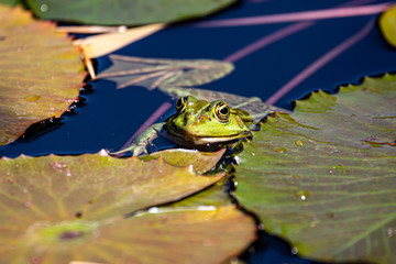 Frosch