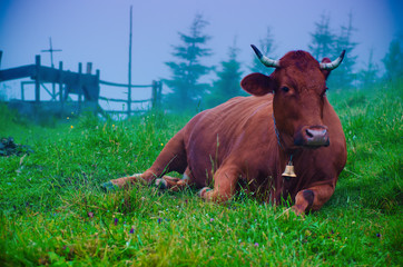 Dairy cow lying at meadow