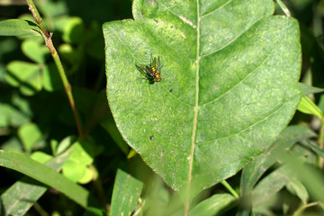 A green fly is sitting on a leaf soaking up the sun