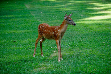 Deer fawn looking into the streets where cars are passing by