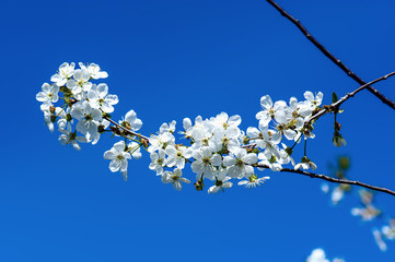 Cherry spring flowers