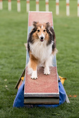 berger des shetland en agility