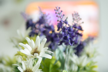 Close up white flowers and purple lavender with pollen