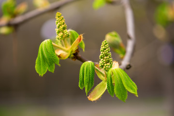 Blooming of chestnut