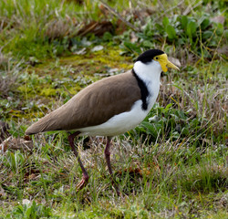 Spur-Winged Plover