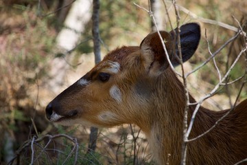 Macro de Cervo no seu habitat