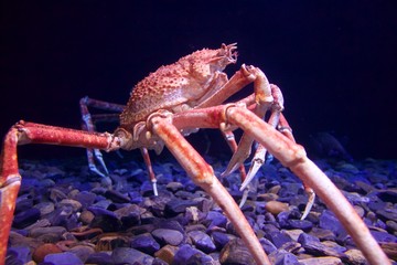 Crustáceo no seu habitat natural