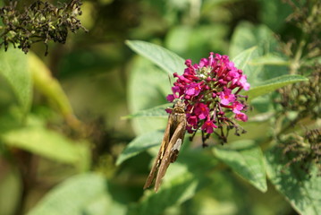 Butterfly seen in North Carolina