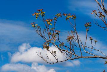 Ailanthus spring sprouts againts blue sky with clouds. A very invasive species native to China